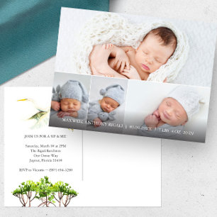 Anúncios de nascimento de Foto do Heron Branco do