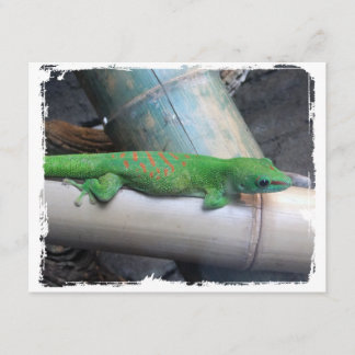 Anúncios do Giant Day Gecko em Madagáscar