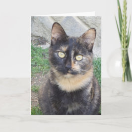 Apenas gatos e gatinhos - Cartão de vazio