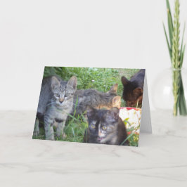 Apenas gatos e gatinhos - Cartão de vazio