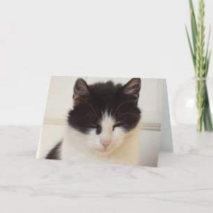 Apenas gatos e gatinhos - cartão em branco