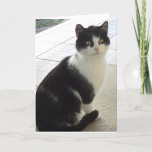 Apenas gatos e gatinhos - cartão em branco