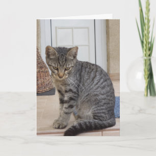 Apenas gatos e gatinhos - cartão em branco