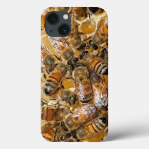 Apicultura na Arlo's Honey Farm