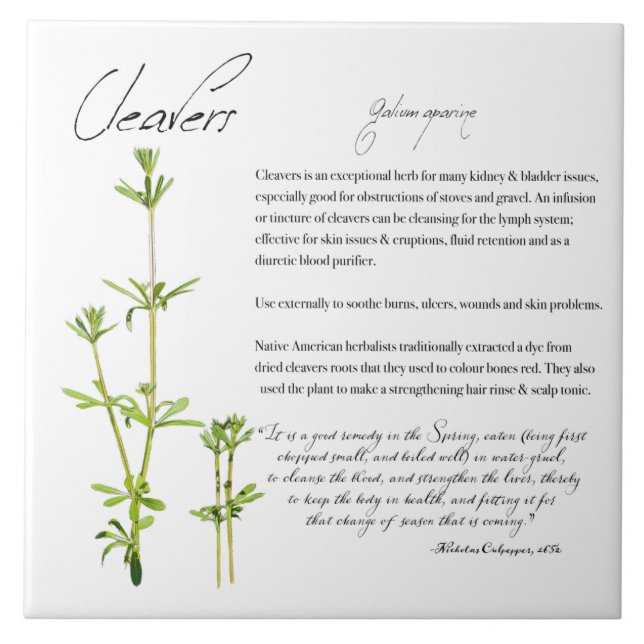Apotecário Herbal: Cleavers | Azulejo cerâmico (Frente)