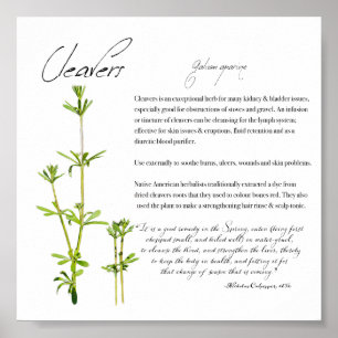 Apothecary Herbal: Cleavers Poster de papel de v