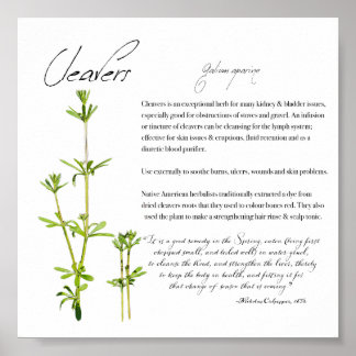 Apothecary Herbal: Cleavers | Poster de papel de v
