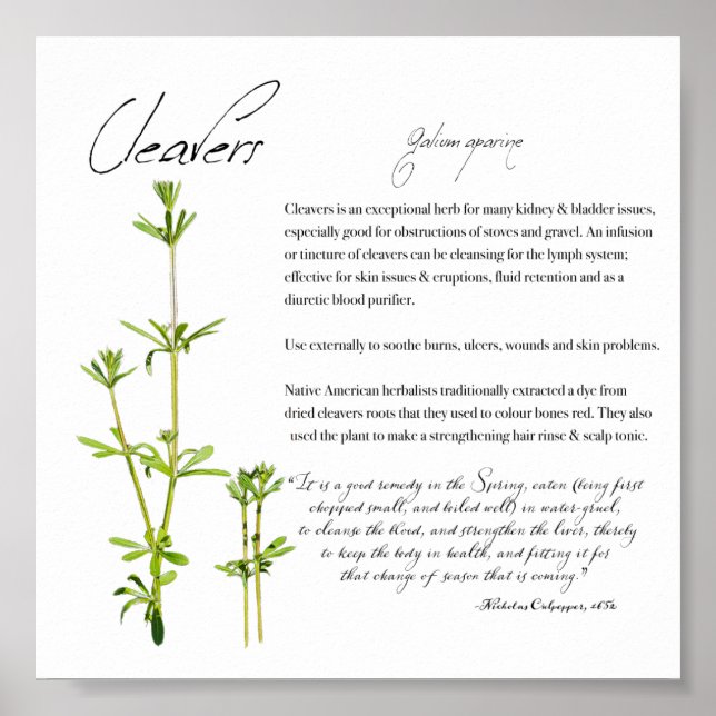 Apothecary Herbal: Cleavers | Poster de papel de v (Frente)