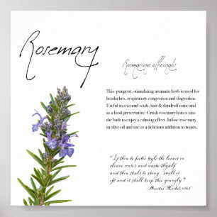 Apothecary Herbal: Rosemary Poster botânico