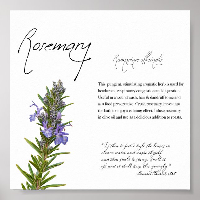 Apothecary Herbal: Rosemary | Poster botânico (Frente)