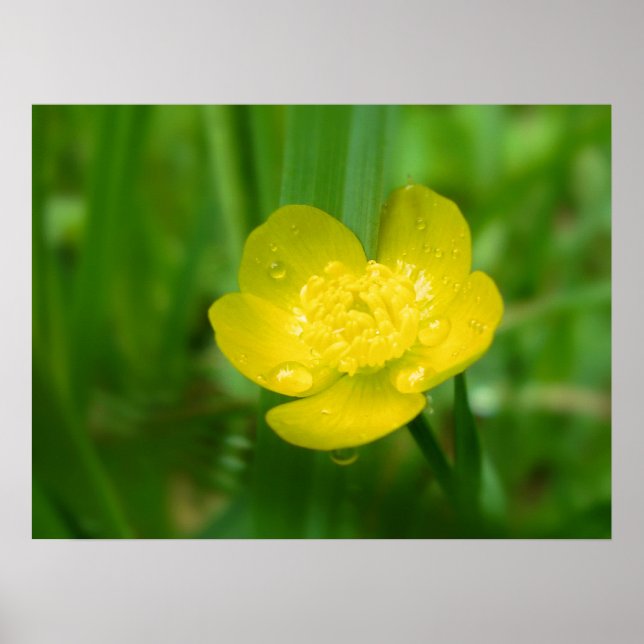 Appalachian ButterCup Impressão (Frente)