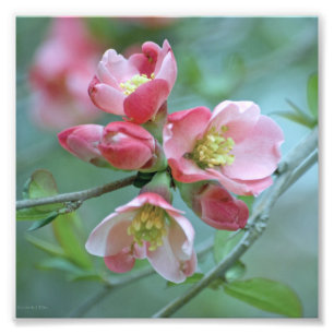Apple floresce a foto #P0356