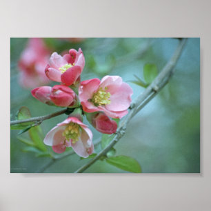 Apple floresce o poster #P0356