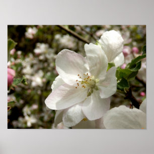 Apple floresce poster