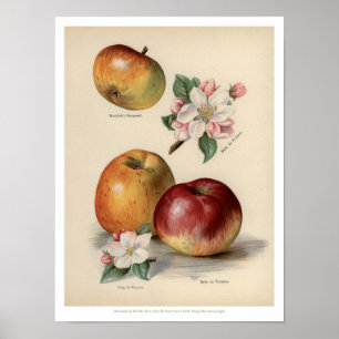 Apple - Vintage Fruta Poster