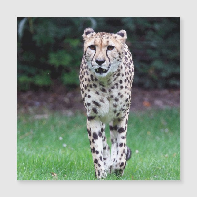 Aqua_Cheetah_20180103 (Frente)