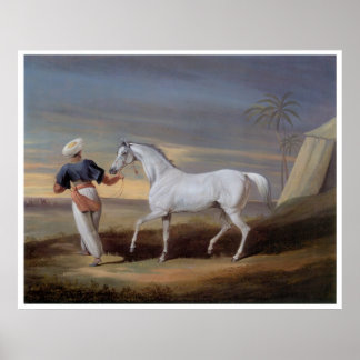 Arabse Horse Vintage Art Impressão