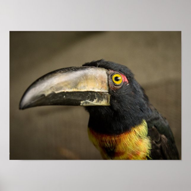 Aracari Poster (Frente)