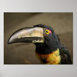 Aracari Poster