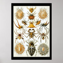 Aracnídeos por Ernest Haeckel poster