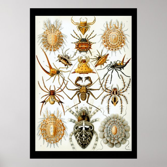 Aracnídeos por Ernest Haeckel poster (Frente)