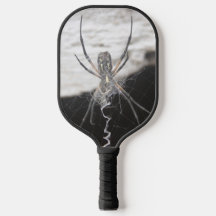 Aranha