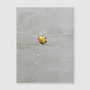 Aranha