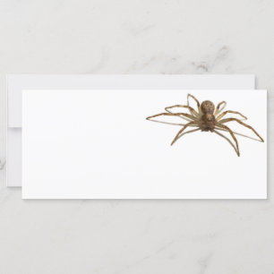 Aranha