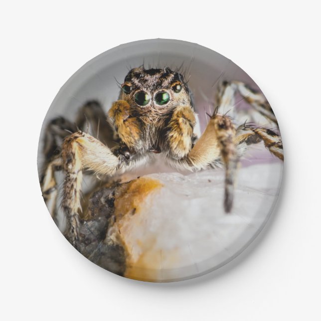 Aranha de Halloween em Prato de Papel (Frente)