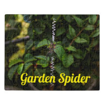 Aranha de Jardim Construindo uma Teia