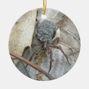 Aranha de lobo com Spiderlings & ornamento da