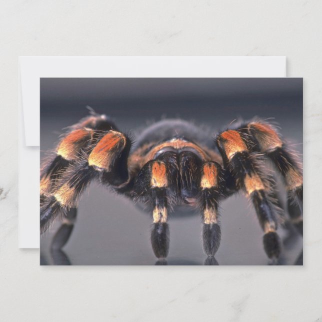 Aranha-do-mato-tarantula (Frente)