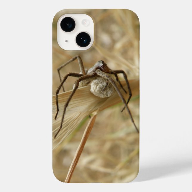 Aranha e Saco do Ovo (Verso)