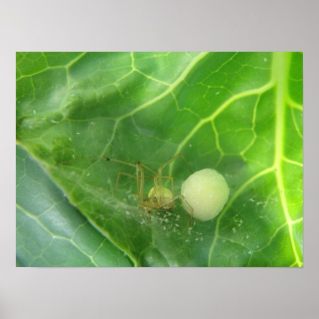 Aranha protegendo o Impressão da próxima geração (Frente)