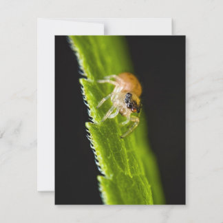 Aranha-Pulga-Bebê-Cute - Salticada