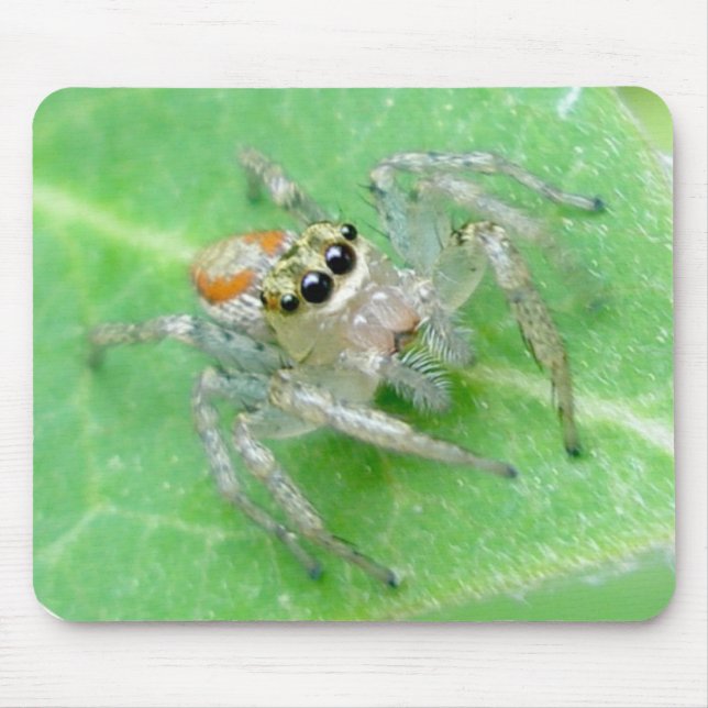 Aranha Salticida Mousepad (Frente)