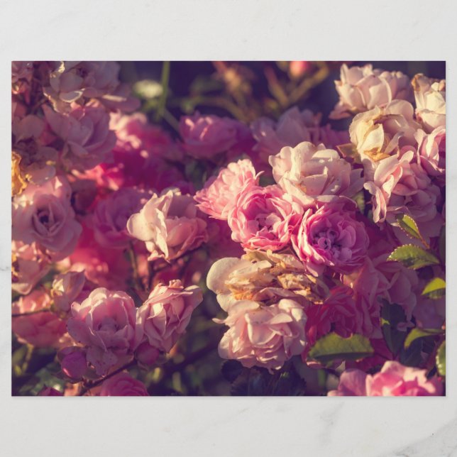 arbusto rosa vermelha (Frente)