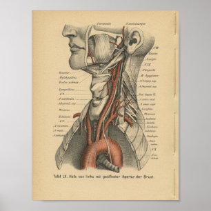 Arco aórtico do impressão da anatomia do alemão