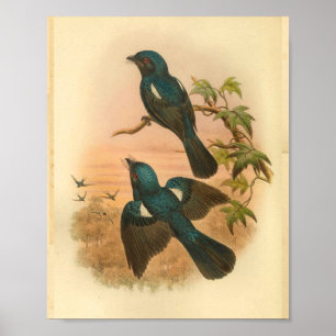 Arfak Drongo Blue Vintage Cat Bird Impressão