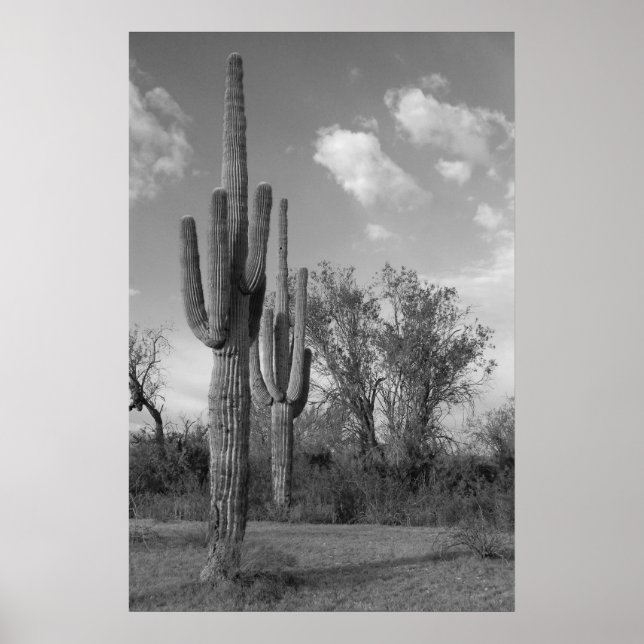 Arizona Saguaro Poster (Frente)