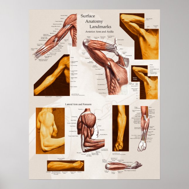 Arma e Ombro Poster da Anatomia Muscular (Frente)