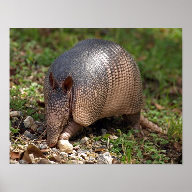 Armadillo Poster (Frente)