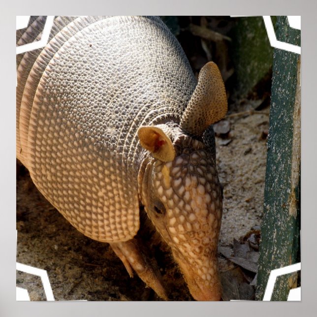 Armadillo Poster Impressão (Frente)
