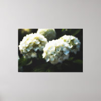 *~* Art White Hydrangea TV2 Stretch Canvas Print