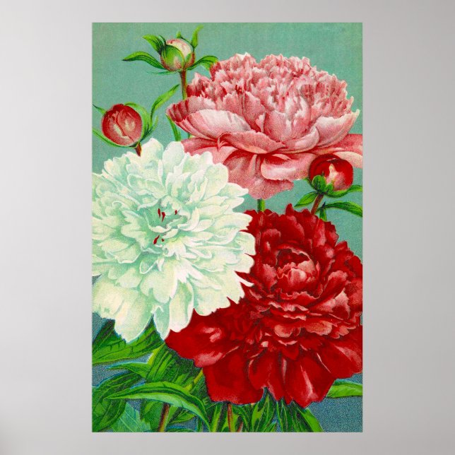 Arte Antiga impressão floral vintage de Peonias (Frente)