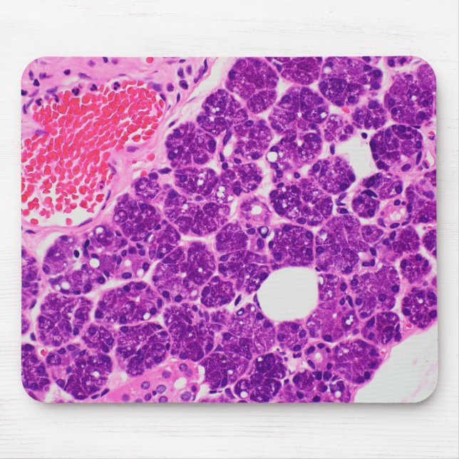 Arte da histologia - Mousepad (Frente)