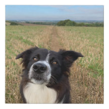 Arte da parede de fotos do collie de fronteira