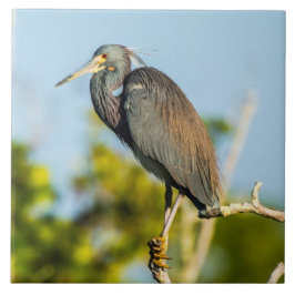 Arte de Azulejo cerâmica perfeita para aves