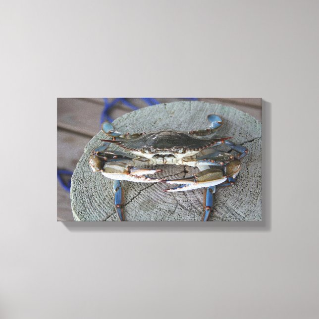 Arte de Canvas da Baía de Chesapeake Blue Crab (Frente)