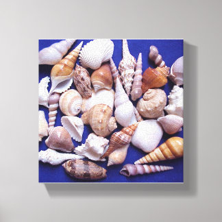 Arte de Canvas de conchas marítimas